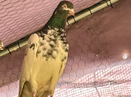 Pigeon