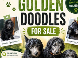F1B  Rare black standard Goldendoodle puppies in North Wales