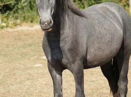 Sole use stables / yard or land where stables can be put