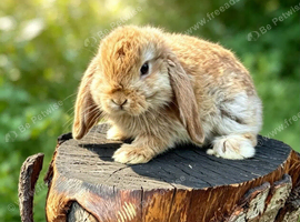 Last 4 baby mini lop bunny's