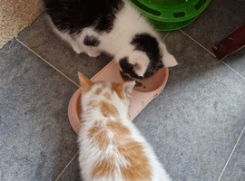 2 kittens