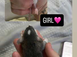 Baby Dumbo Rats