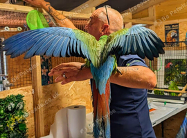 Hand-reared Military Macaw