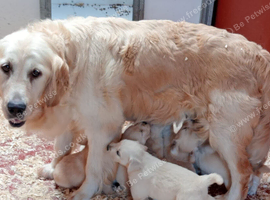 Golden retriever female for sale