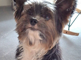 Purebred Pedigee Biewer Terrier Proven Stud