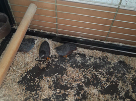Chinese painted quail