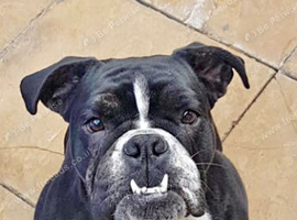 English bulldogs