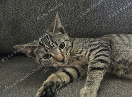 2 bengal cross kittens