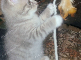 Miniature kittens, ready to go