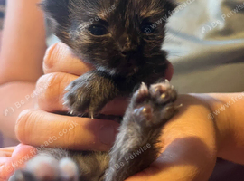 kittens