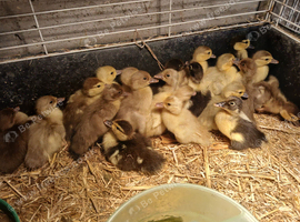 Muscovy ducklings