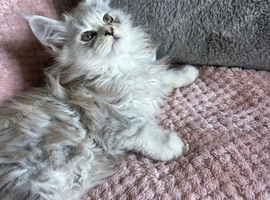 Maine coon kittens