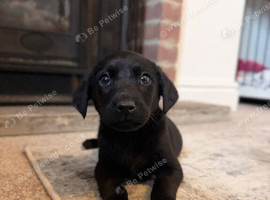 One kc gorgeous Labrador pup still available