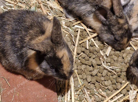 Baby rabbit