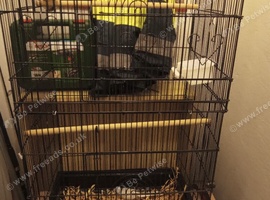 2 diamond doves and cage.