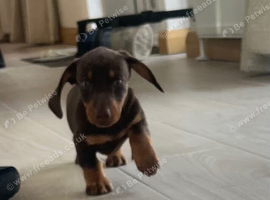 Dachshund