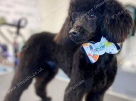 F1B TOY CAVAPOO DNA HEALTH TESTED PARENTS AND GRANDPARENTS