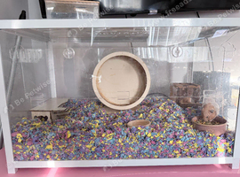 Tame female Syrian hamster and setup