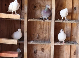 Recer pigeons