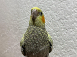 Cockatiel