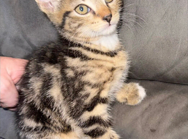 Beautiful kittens