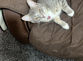 Tabby