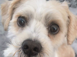 Tibetan Terrier