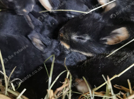 Rex rabbits for sale