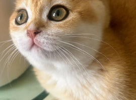 Golden British shorthair