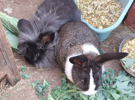 Male lionhead cross rabbits