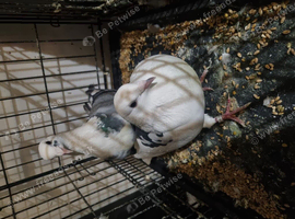 Bonded couple