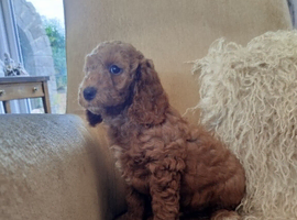 Cockapoo puppies f2