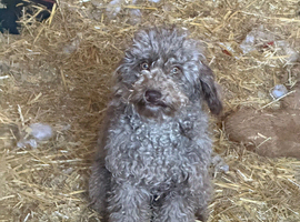 Toy Labradoodles