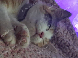 Kitten 11 weeks old about