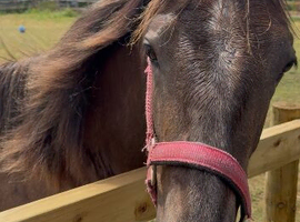 Azteca ( Andalusian/quarter horse )