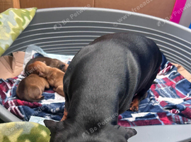 Dachshund puppies