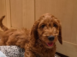 Gorgeous Cavapoo puppies