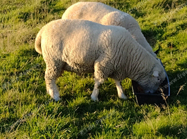 Poll Dorset Ram For Sale