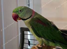 Alexandrine parrot male 2 years old