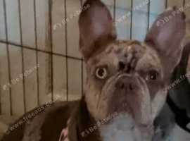 2x female frenchies