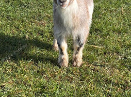 Pygmy goats