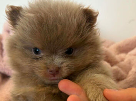 Rare lilac pomeranian puppys for sale