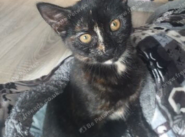 Female cat