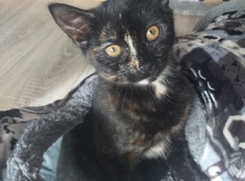 Calico female kitten