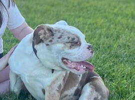 Old tyme English bulldogge