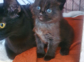 Beautiful kitten