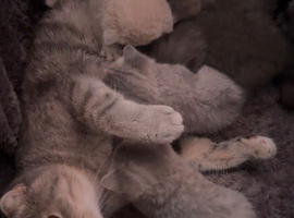 Scottish Fold x British Shorthair Kittens &ndash; 3 Weeks Old