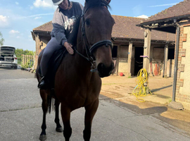 16.2hh 6 year old tb