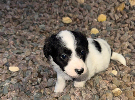 Lovely poppy black and white for rehoming