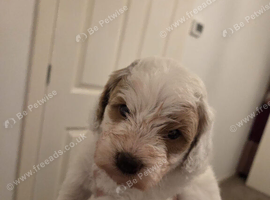 4 beautiful cockapoo puppies (3/4 mini poodle)